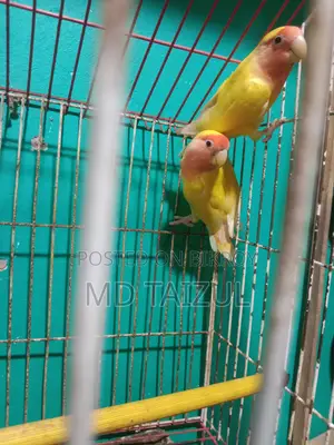 লাভবাড একজোড়া বিক্রি হবে ডিম বাচ্চা রানিং