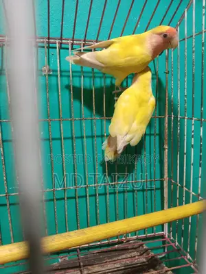লাভবাড একজোড়া বিক্রি হবে ডিম বাচ্চা রানিং
