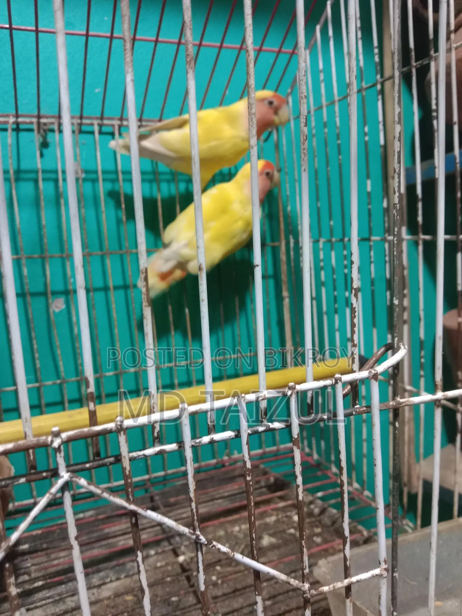 লাভবাড একজোড়া বিক্রি হবে ডিম বাচ্চা রানিং