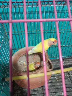 লাভবাড একজোড়া বিক্রি হবে ডিম বাচ্চা রানিং