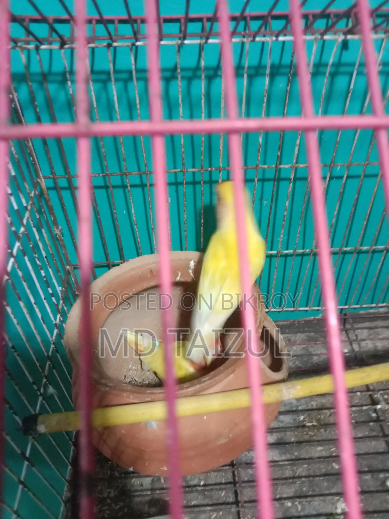 লাভবাড একজোড়া বিক্রি হবে ডিম বাচ্চা রানিং