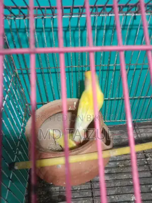 লাভবাড একজোড়া বিক্রি হবে ডিম বাচ্চা রানিং