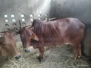 An attractive cow