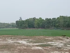 রাস্তার উপর মাটি উঠানো ১ বিঘা জমি