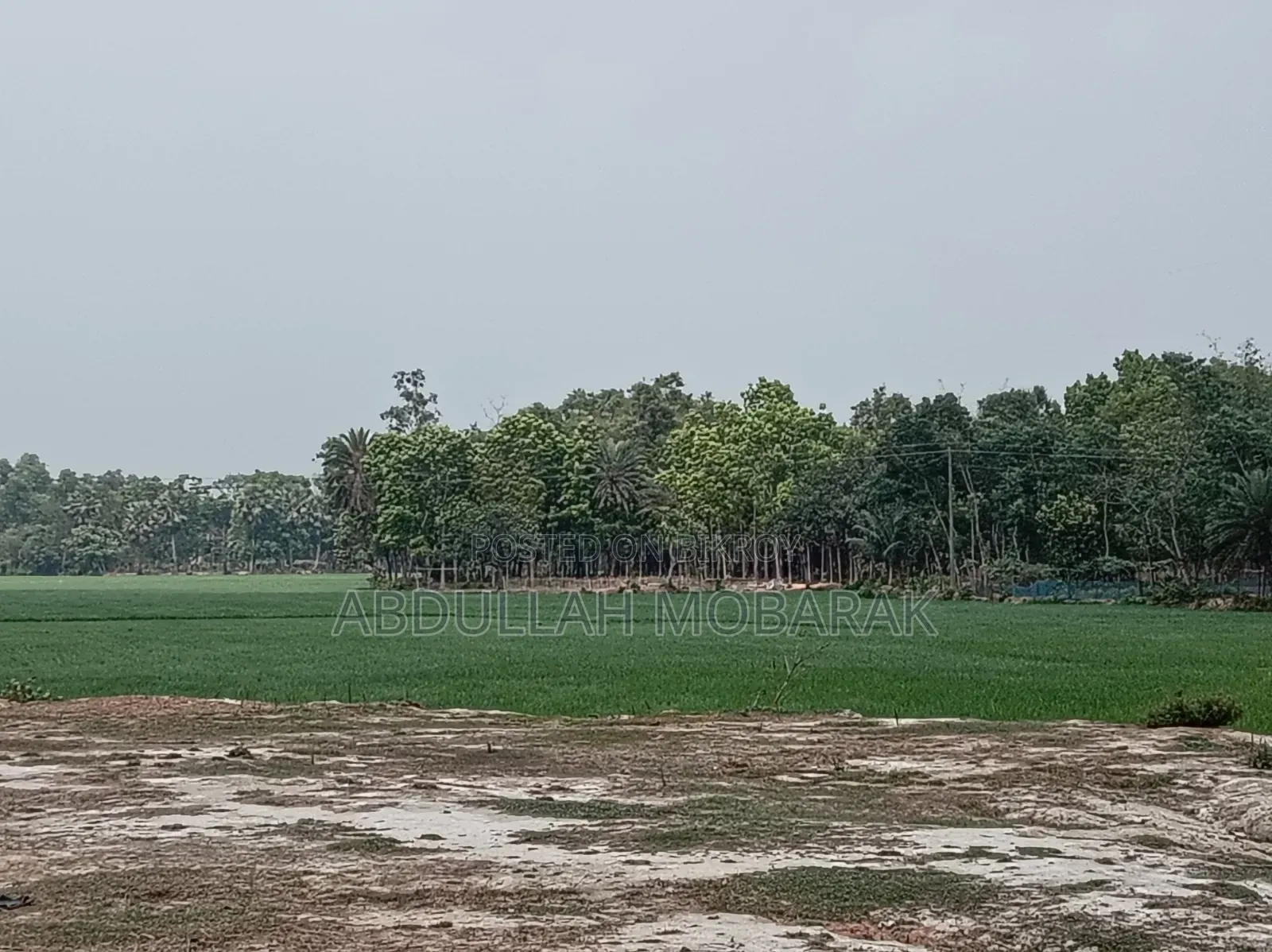 রাস্তার উপর মাটি উঠানো ১ বিঘা জমি