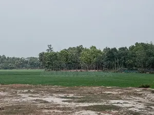 রাস্তার উপর মাটি উঠানো ১ বিঘা জমি