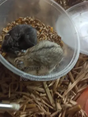 1 pair Russian dwarf hamster for adoption