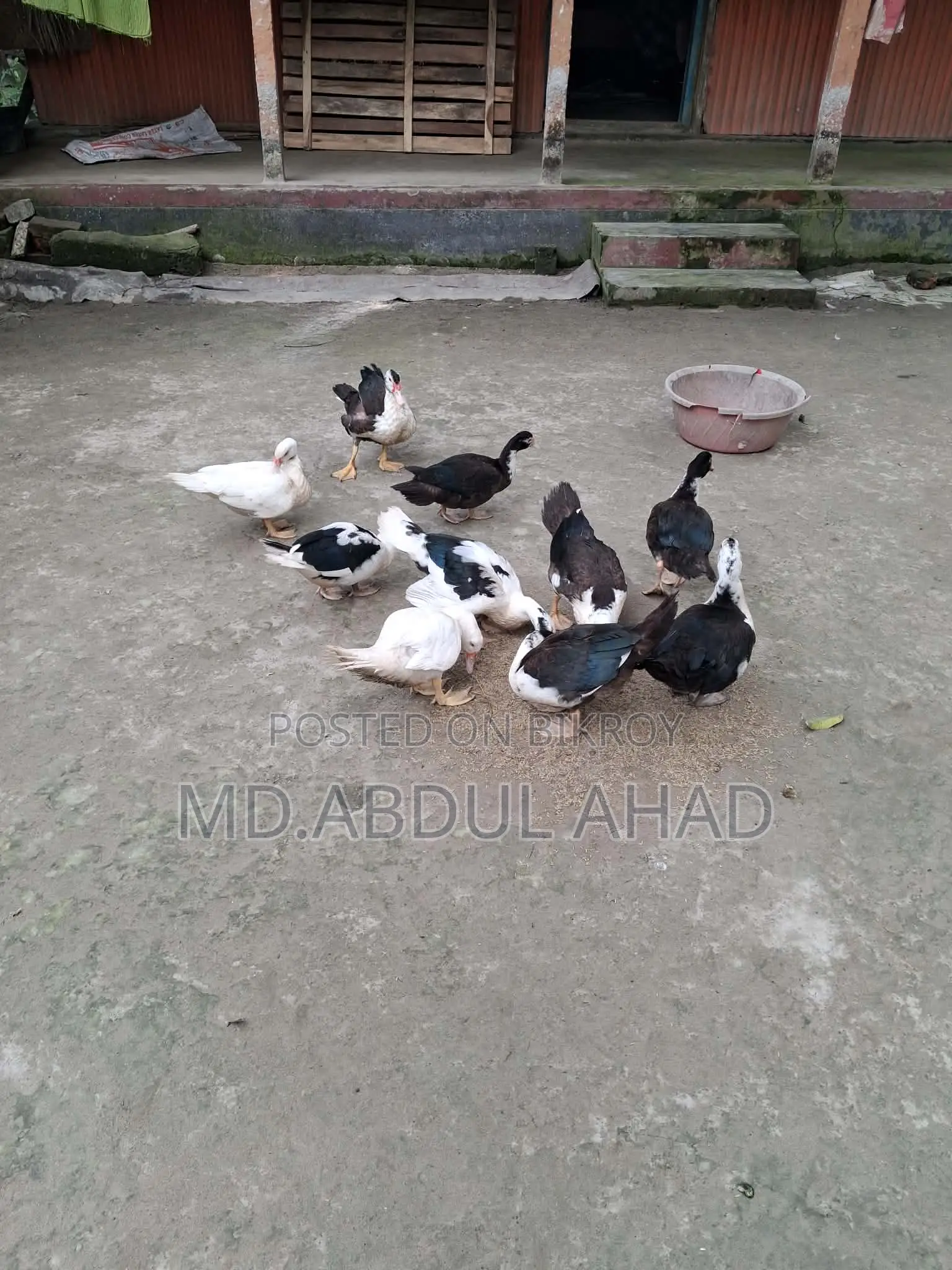Chinese Duckling