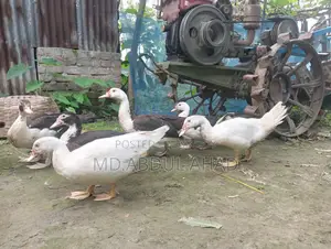 Chinese Duckling