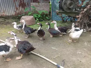 Chinese Duckling