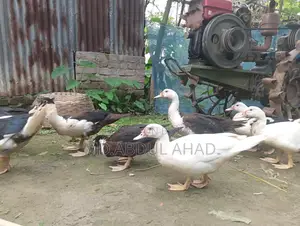 Chinese Duckling