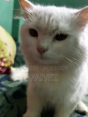 persian cat
