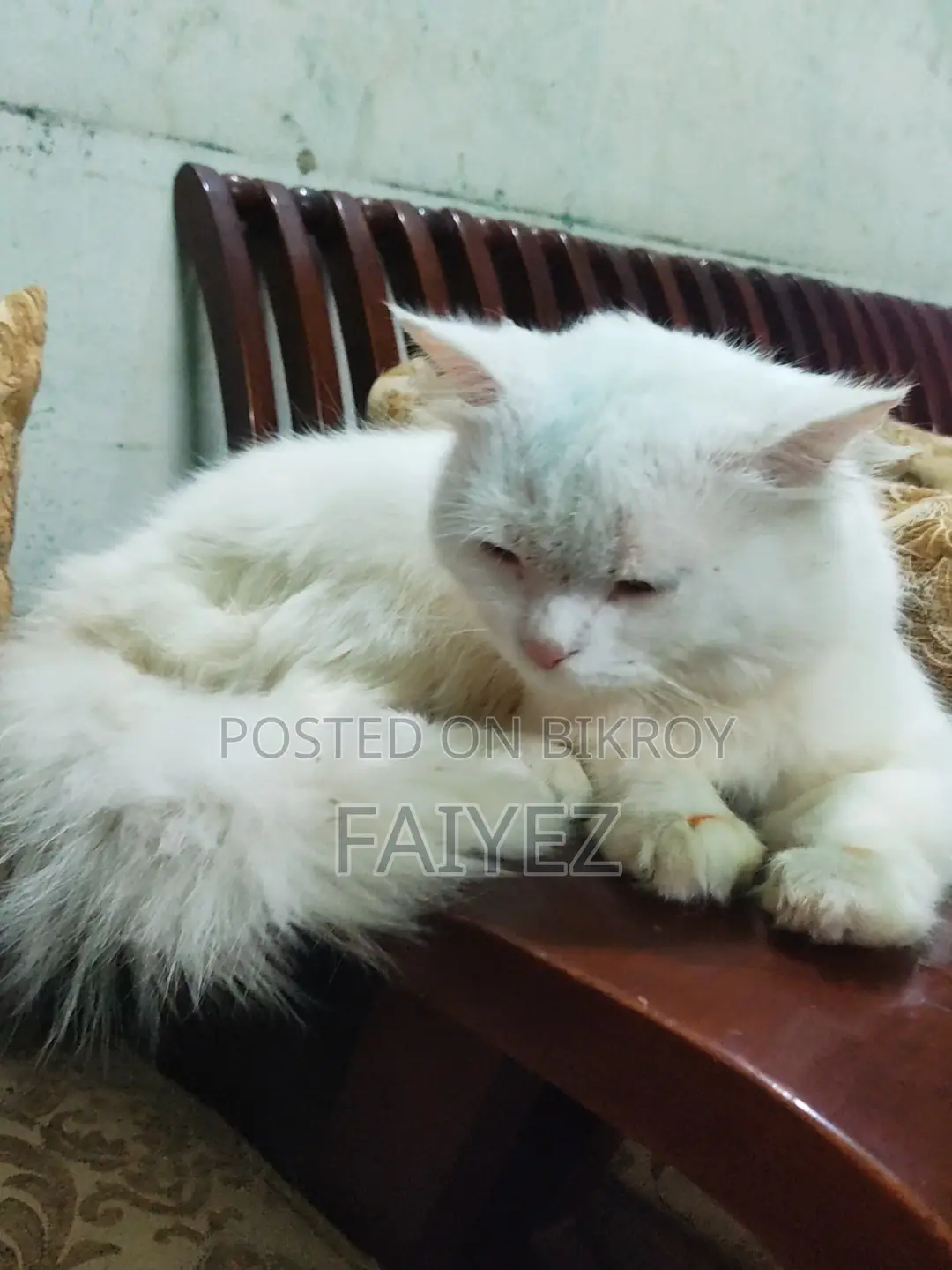 persian cat