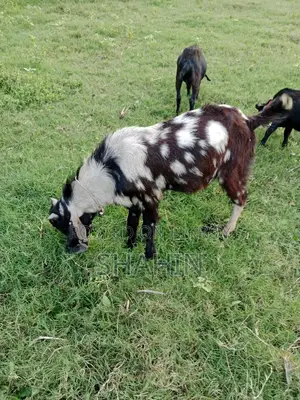 একটি বিটোল ক্রস পাঠাও বাচ্চা