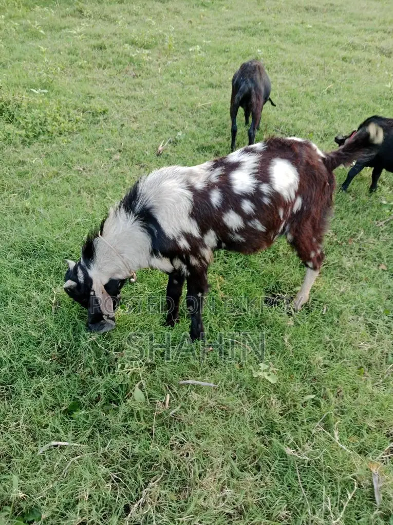 একটি বিটোল ক্রস পাঠাও বাচ্চা