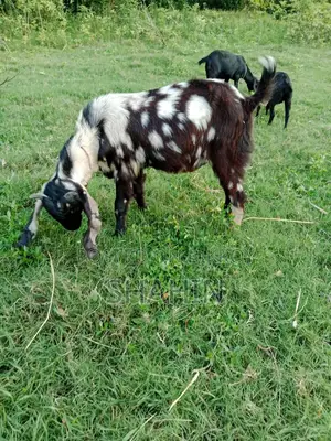 একটি বিটোল ক্রস পাঠাও বাচ্চা
