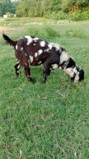 একটি বিটোল ক্রস পাঠাও বাচ্চা