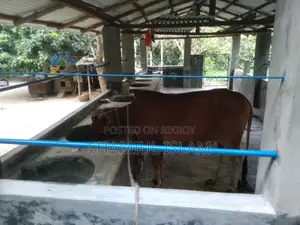 Sahiwal Heifer for Sale