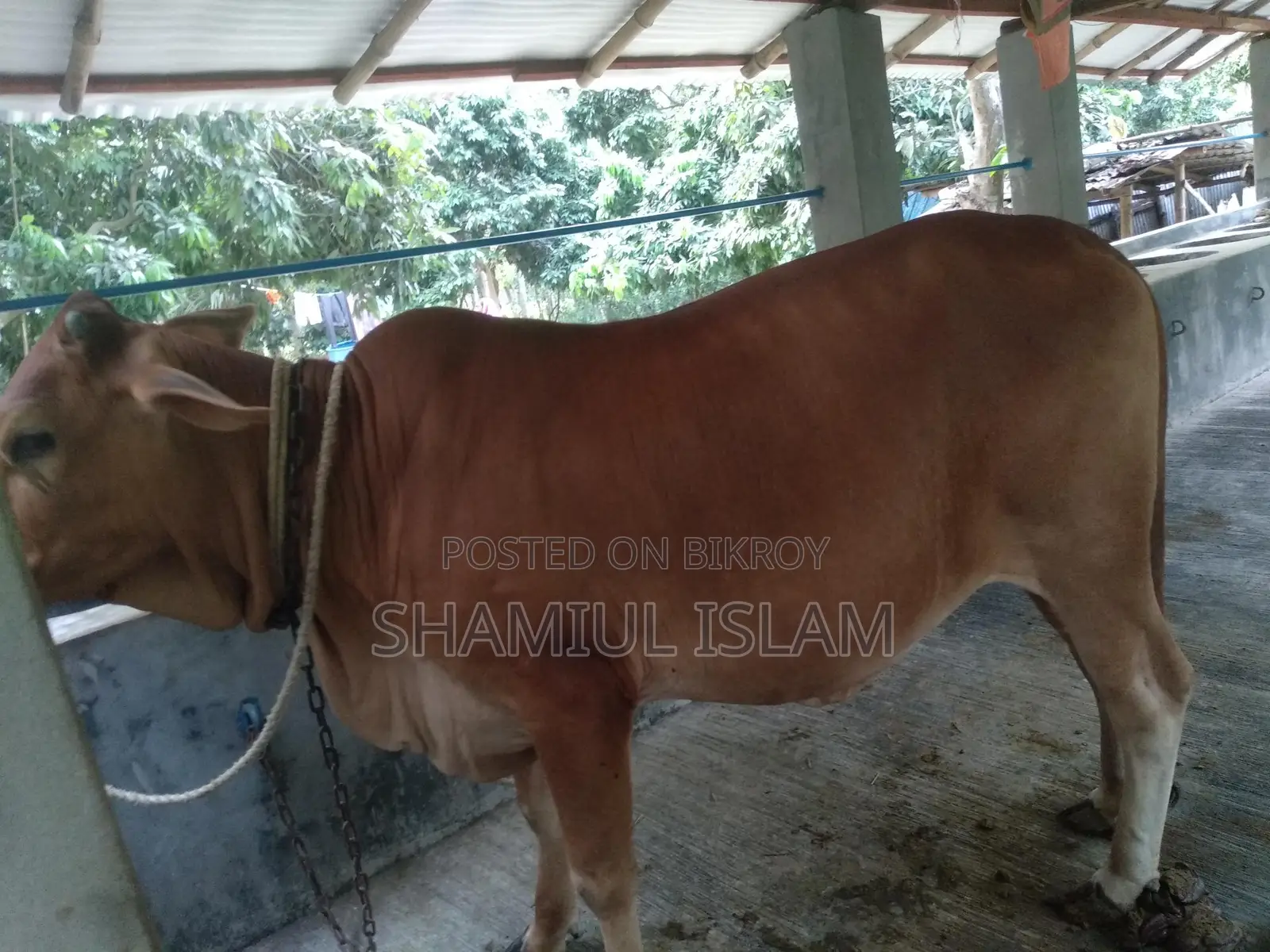 Sahiwal Heifer for Sale