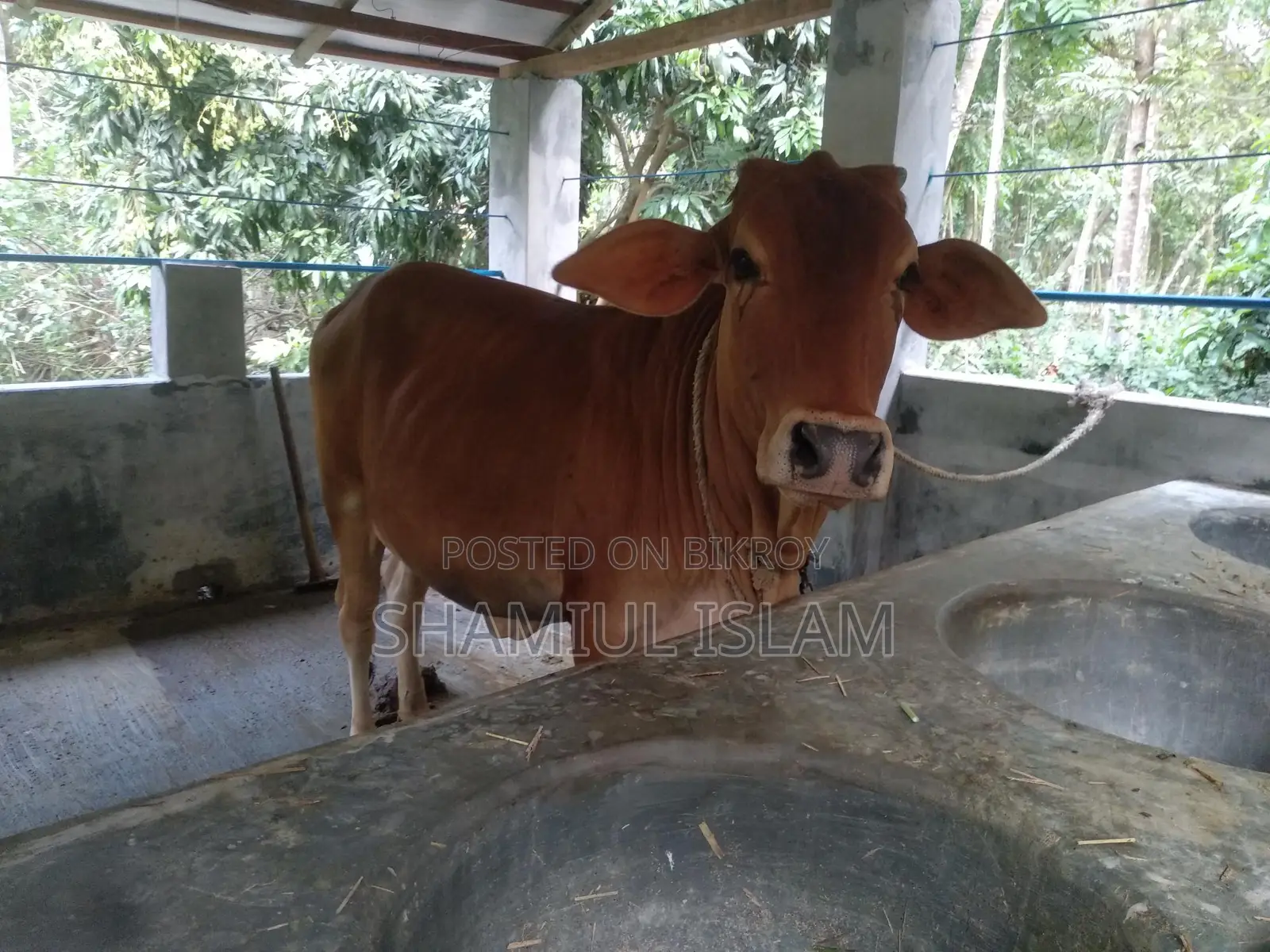 Sahiwal Heifer for Sale