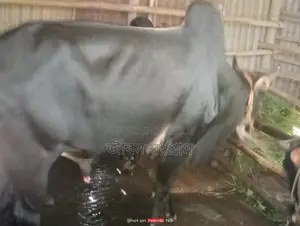 ষাড় গরু বিক্রি