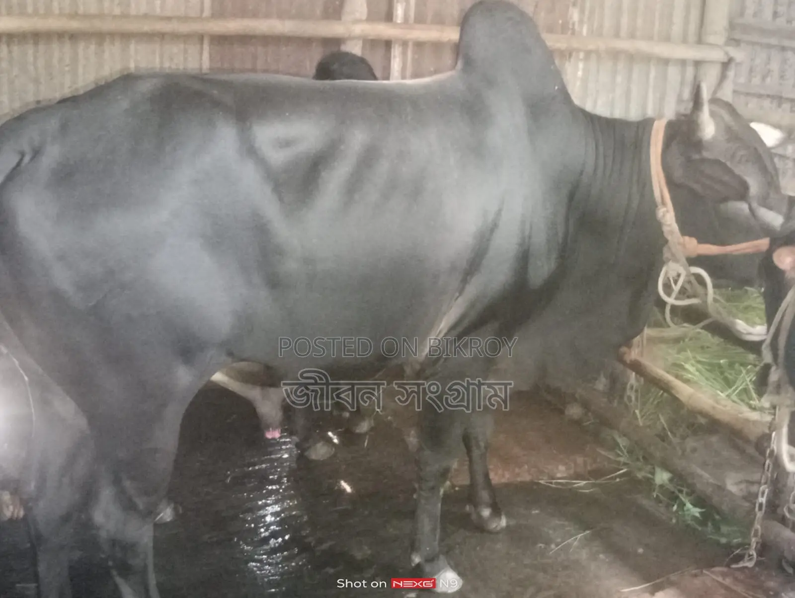 ষাড় গরু বিক্রি