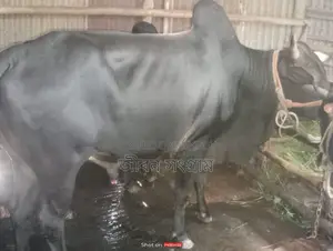 ষাড় গরু বিক্রি