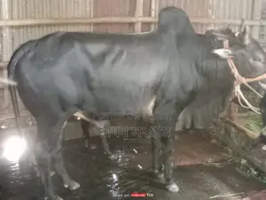 ষাড় গরু বিক্রি