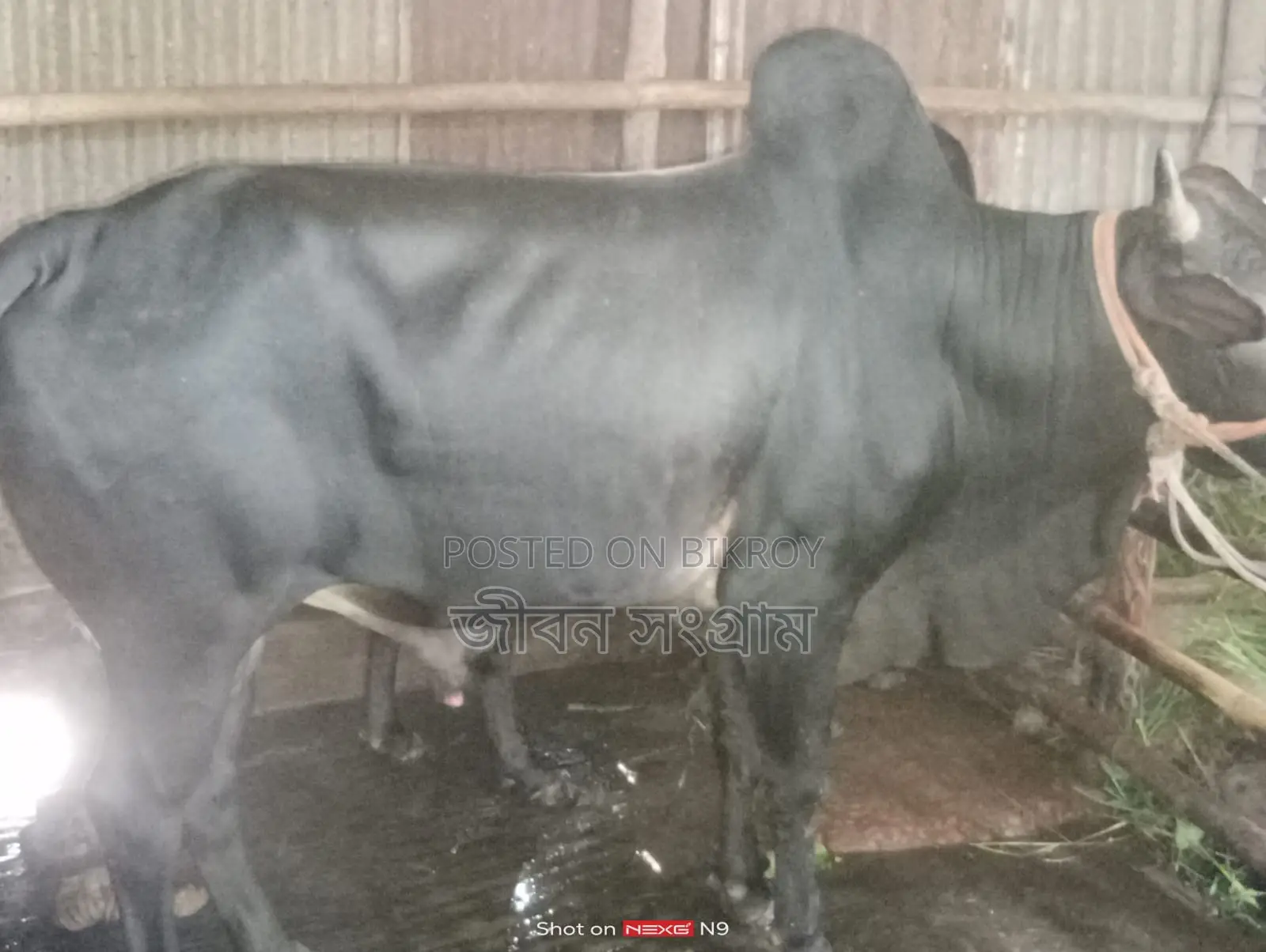 ষাড় গরু বিক্রি