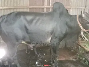 ষাড় গরু বিক্রি