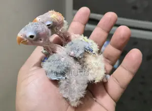 Love Bird Tame Size