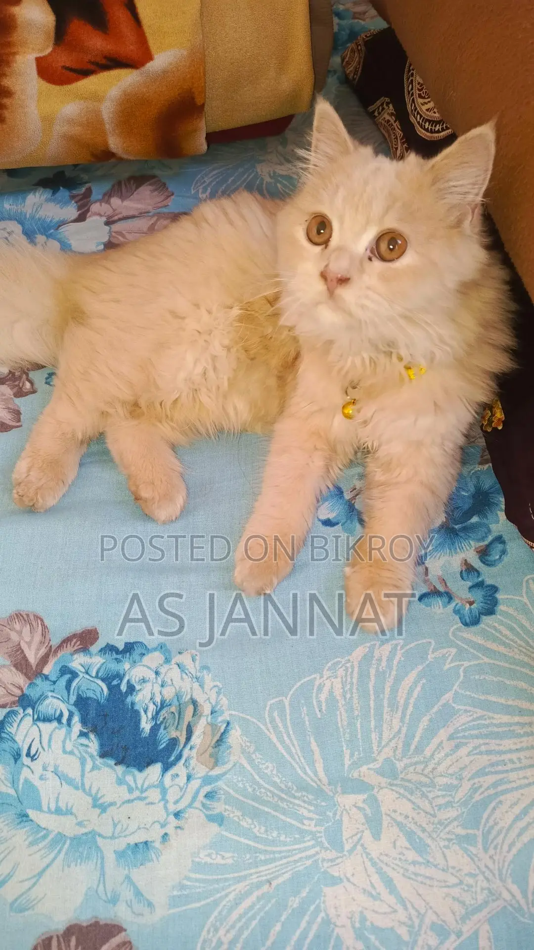 Traditional Persian Cat