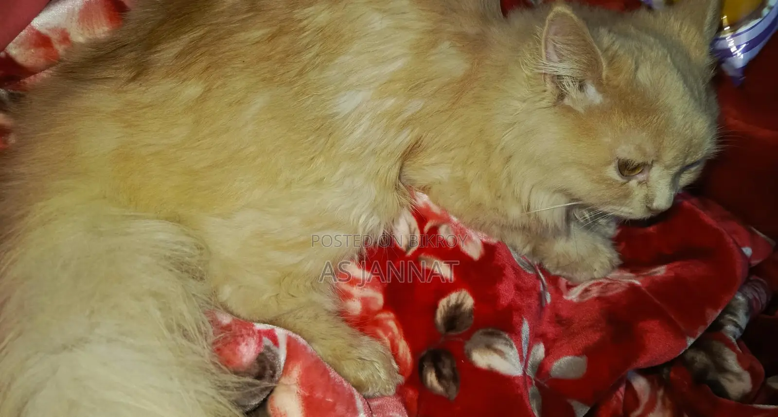 Traditional Persian Cat