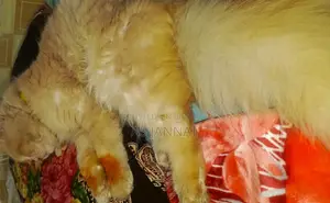 Traditional Persian Cat