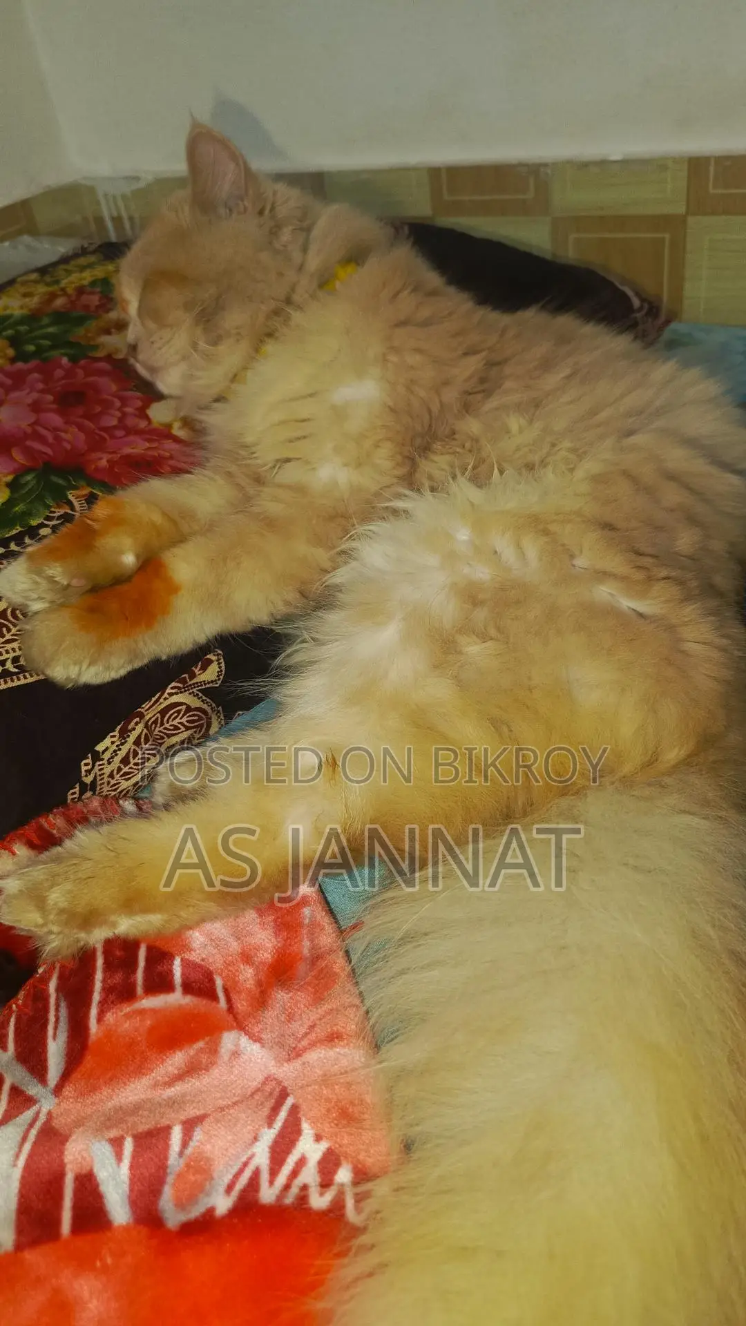 Traditional Persian Cat