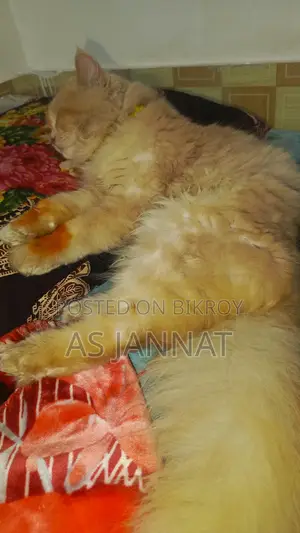Traditional Persian Cat