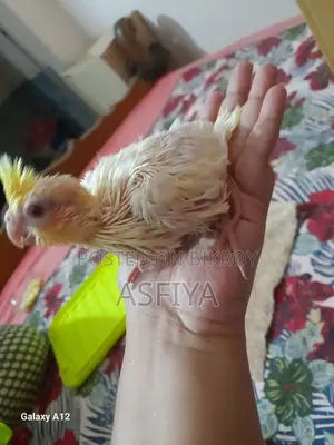 ককাটেল বেবি