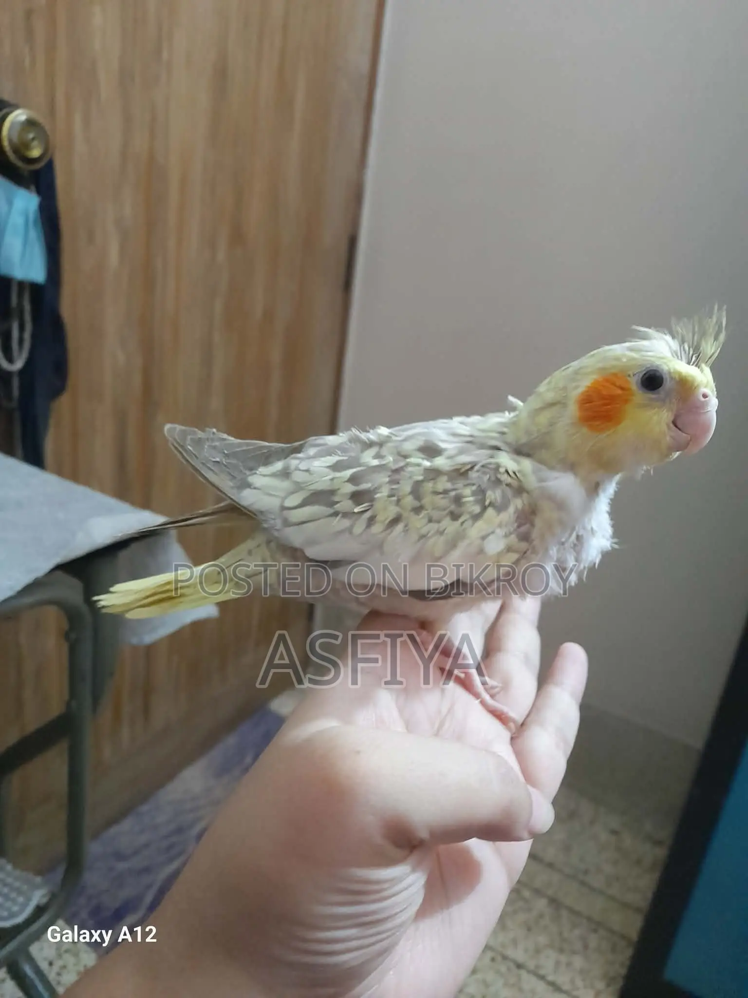 ককাটেল বেবি