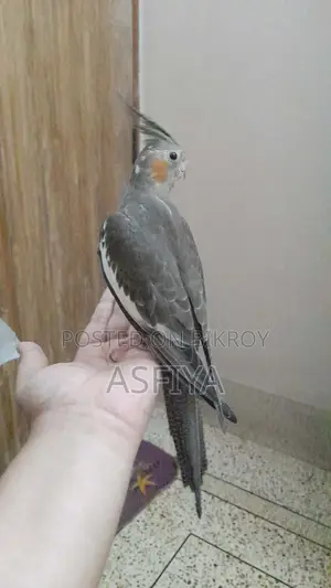 ককাটেল বেবি