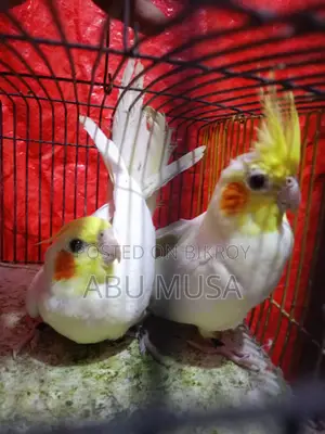 লুটিনো কোকাটেল পাখি
