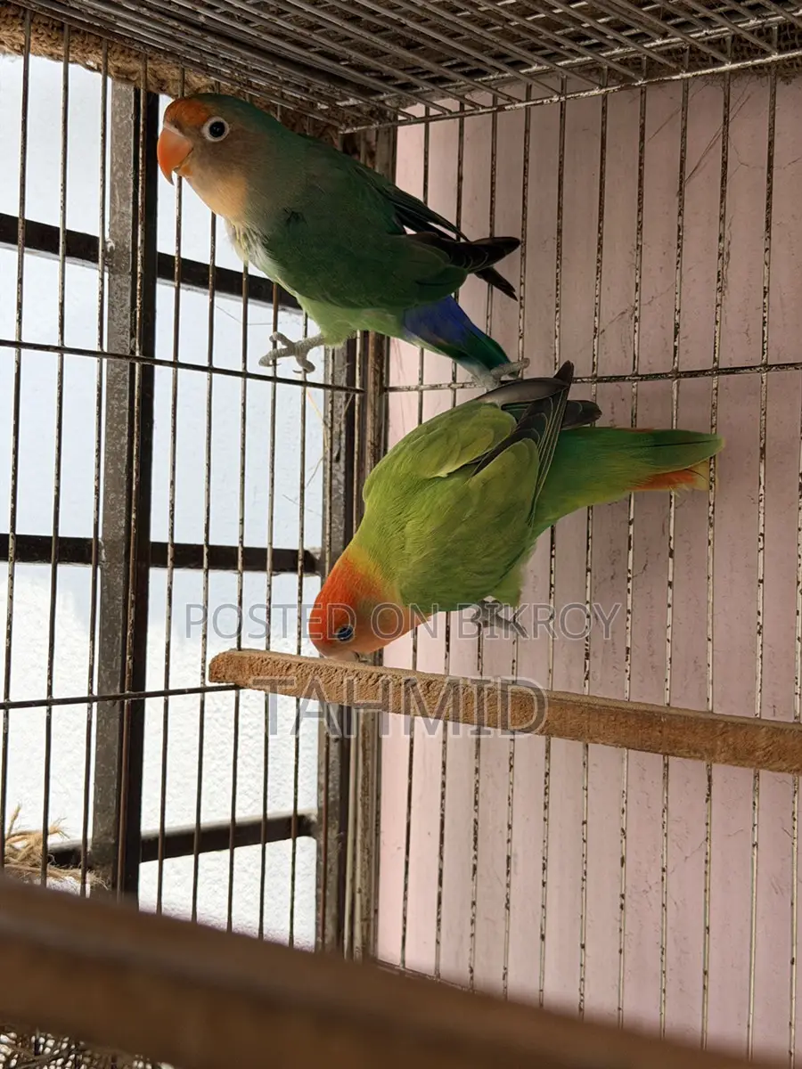 Love bird 1 pair
