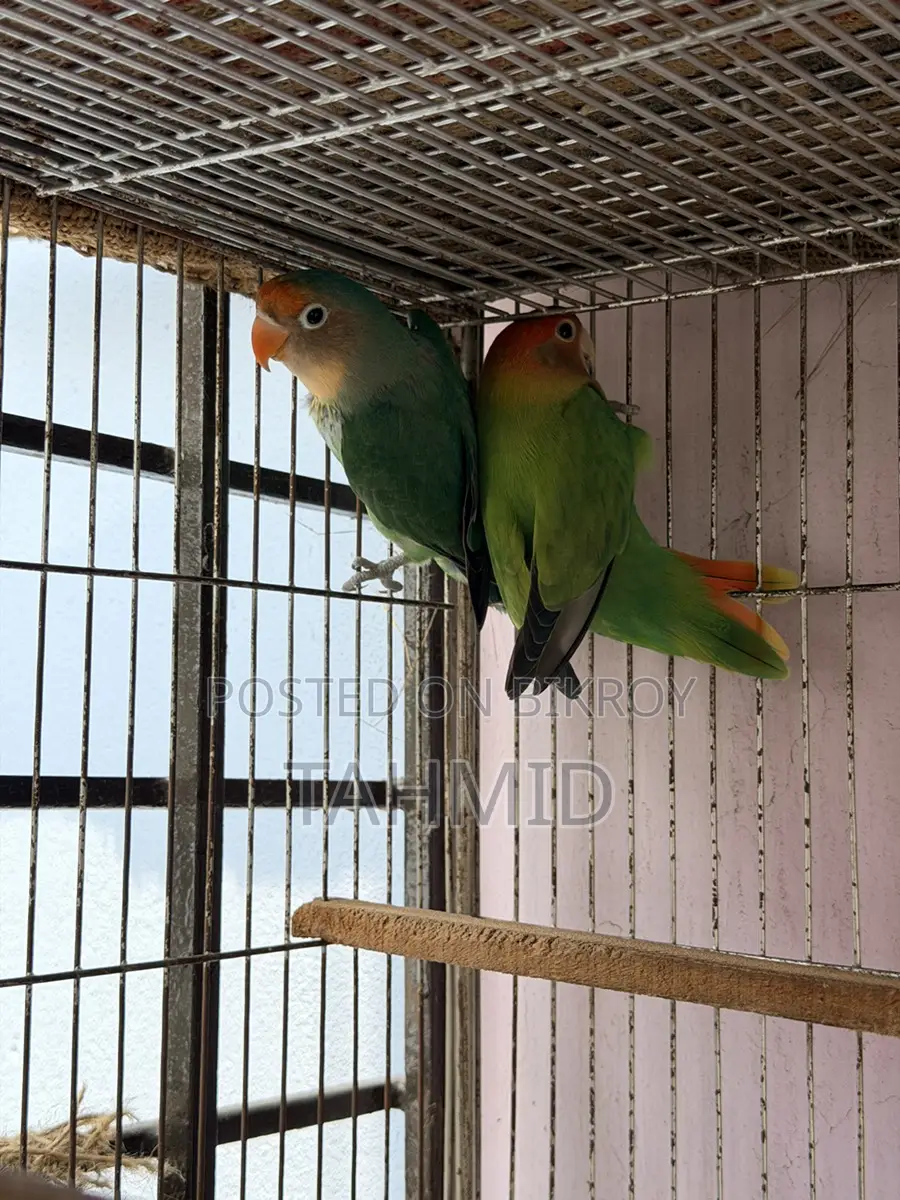 Love bird 1 pair