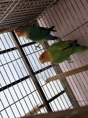 Love bird 1 pair