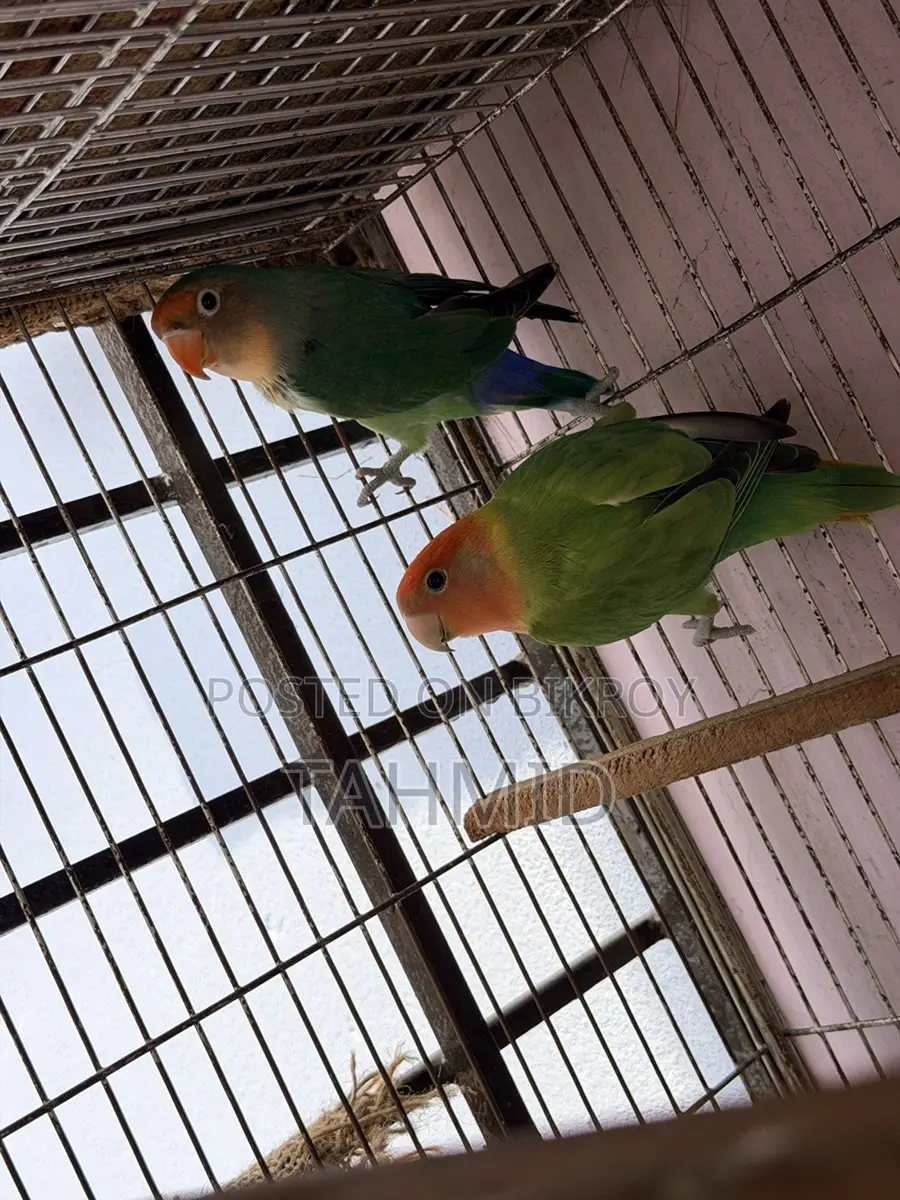 Love bird 1 pair
