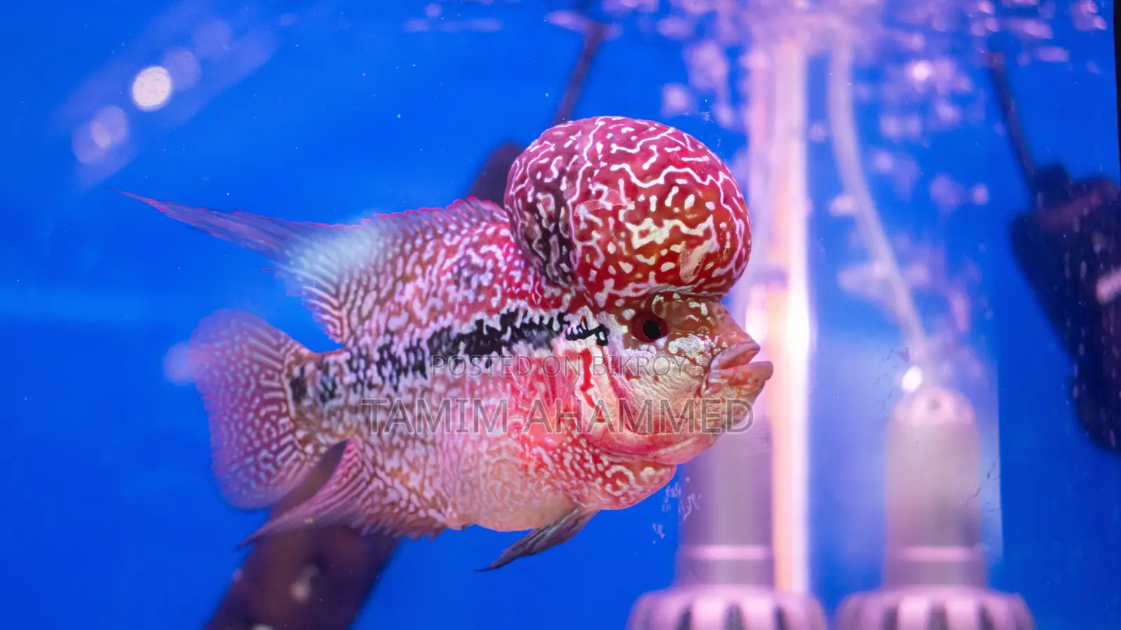 Flowerhorn Fish