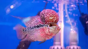 Flowerhorn Fish