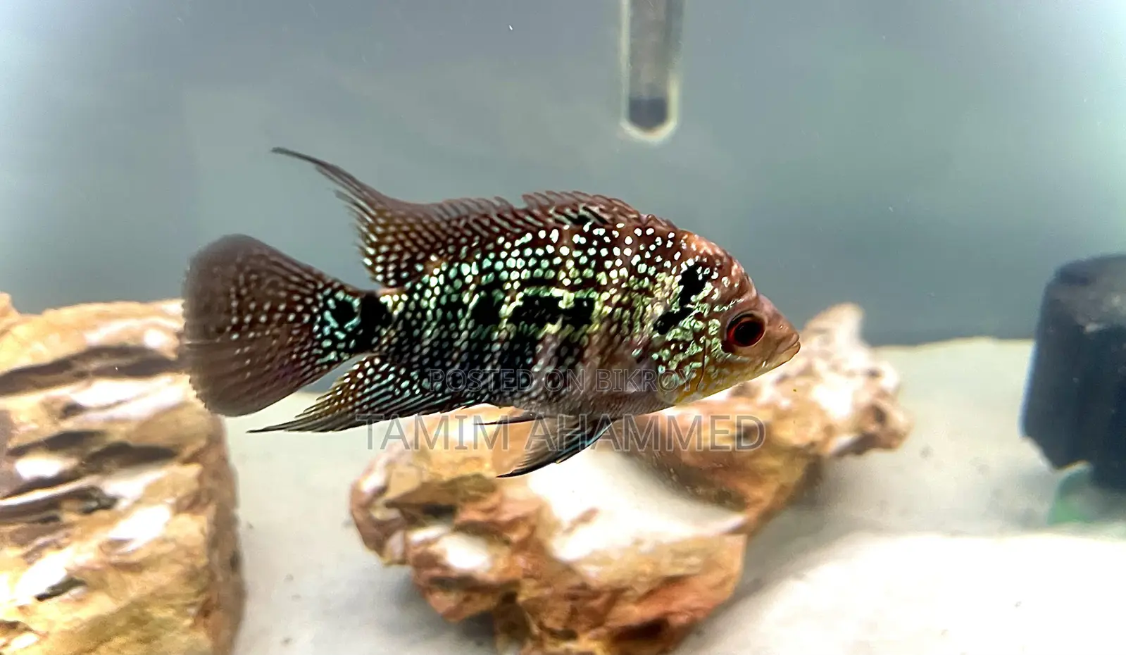 Flowerhorn Fish