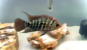 Flowerhorn Fish