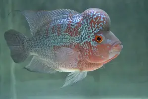 Flowerhorn Fish