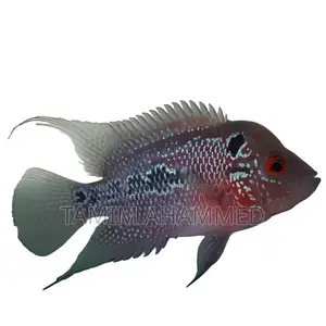 Flowerhorn Fish